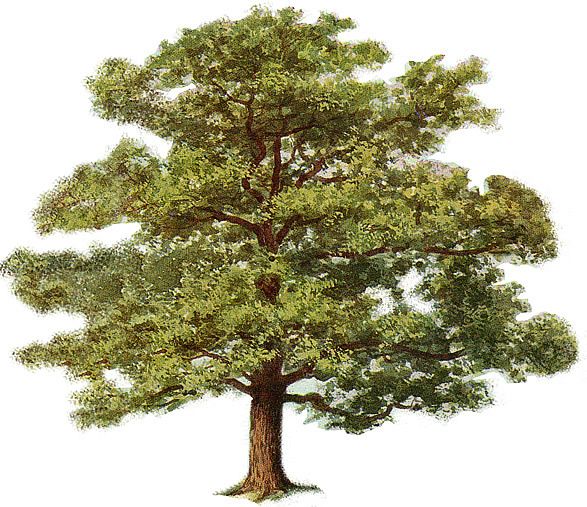 oak-tree